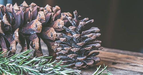 pine cones and leaves