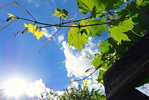 Vine covered pergola