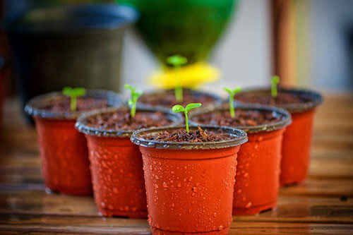 seedlings in small plantpots