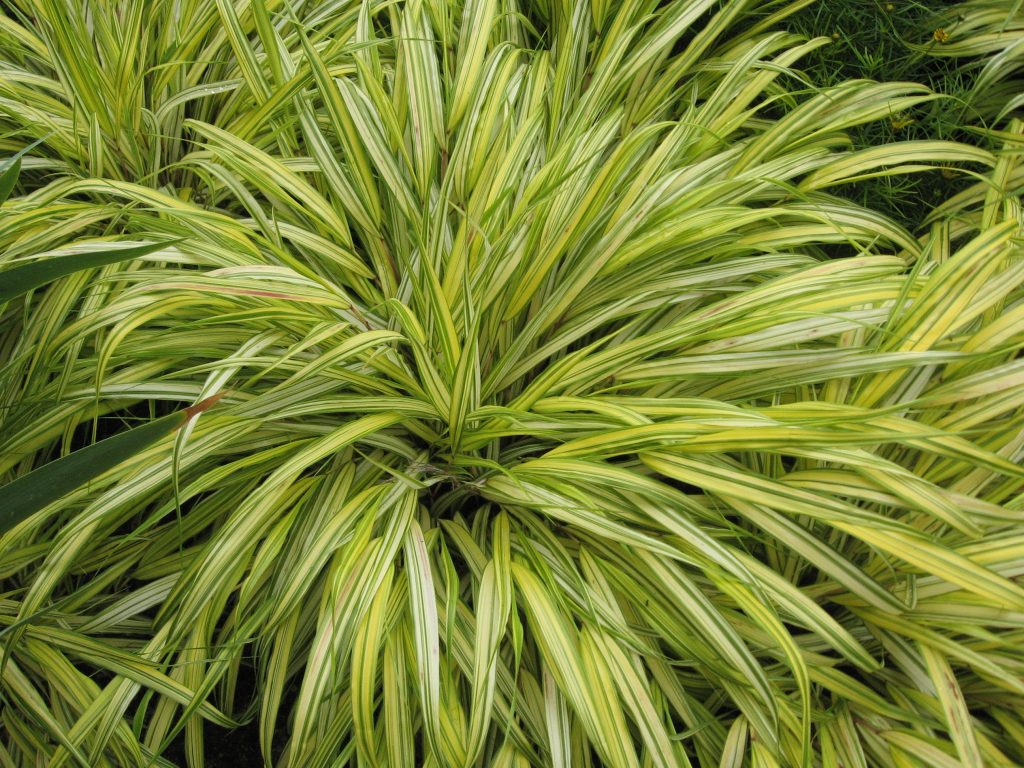 Hakonechloa