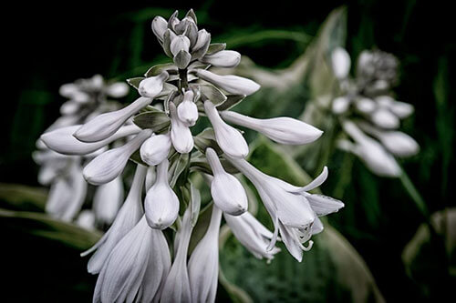Hosta