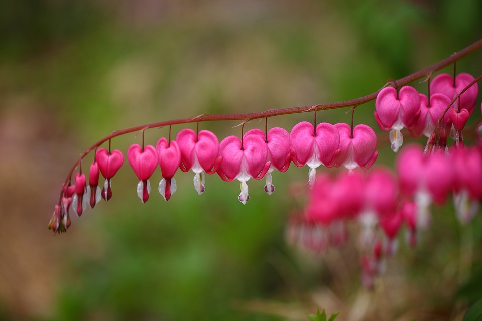 wild bleeding heart