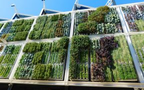 vertical garden