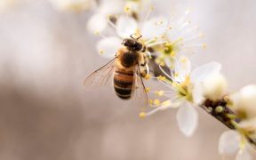 bee on white flowers