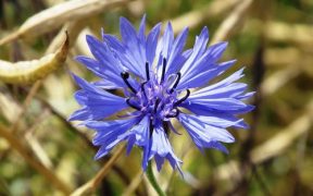 cornflower