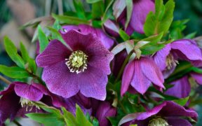 hellebore
