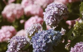 hydrangea fast growing shrubs