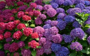hydrangeas