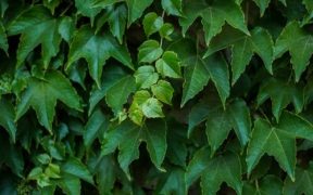 ivy grown in dry soil
