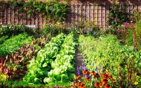 vegetable garden
