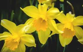 bright yellow daffodils