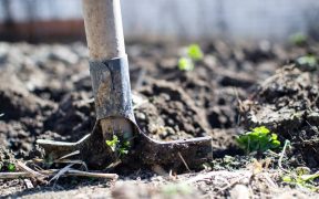 shovel digging soil up in an overgrown garden