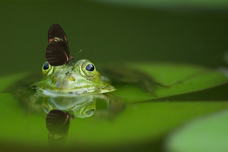 frog in a pond with a butterfly on its head