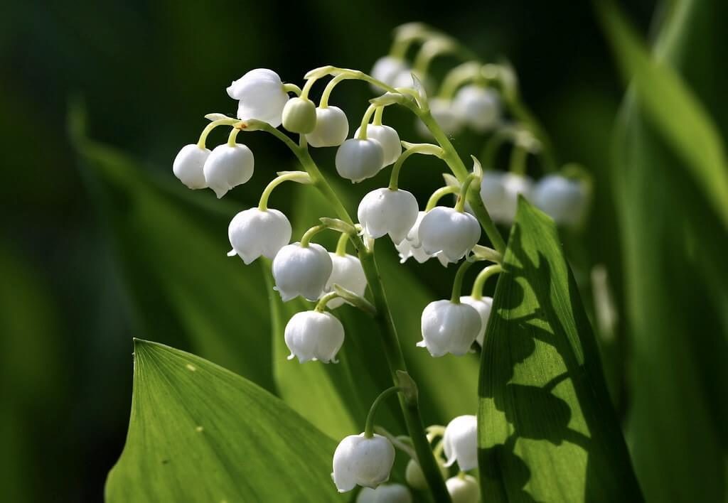 lily of the valley