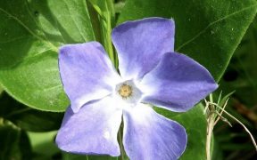 periwinkle