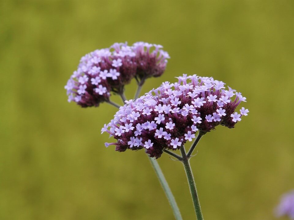 verbena bonariensis