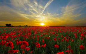 field of poppies