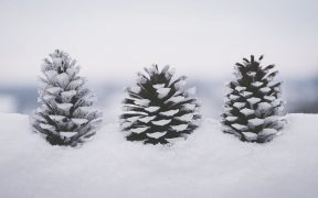 pine cones in snow