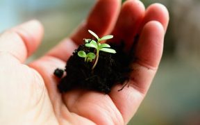seedling in hand