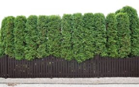 Large Hedge
