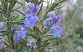 Rosemary In Bloom