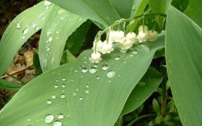 lily of the valley