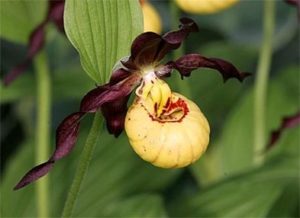 cypripedium emil