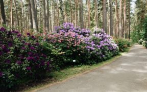 Rhododendron