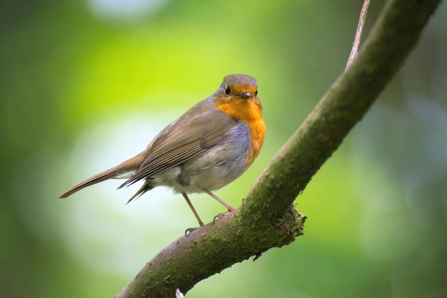 robin-on-tree-branch