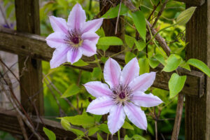 himalayan clematis flowers growing in full shade