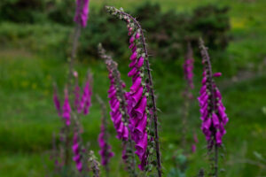 foxgloves plants for full shade uk