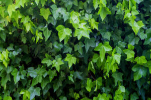 ivy flowers for full shade gardens