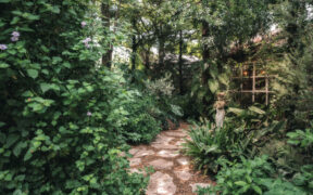 english garden full of plants for full shadeUK