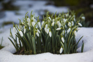 snowdrop plants in full shade