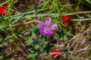 wild geraniums growing in shade