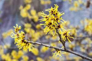 virginia witch hazel plant growing in shade