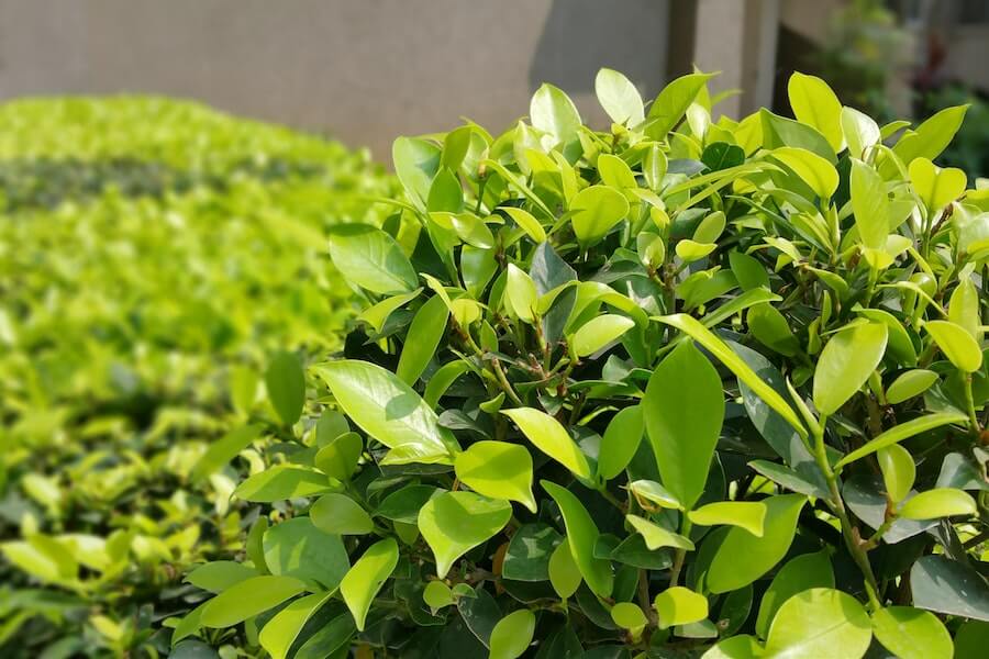 Fast growing hedges