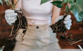 how to use rooting hormone