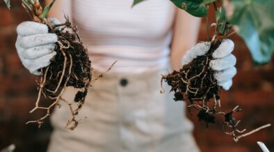 How to Use Rooting Hormone | Garden Benches Blog