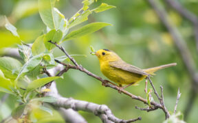bird eating grass seed