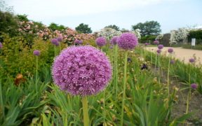 when to plant alliums