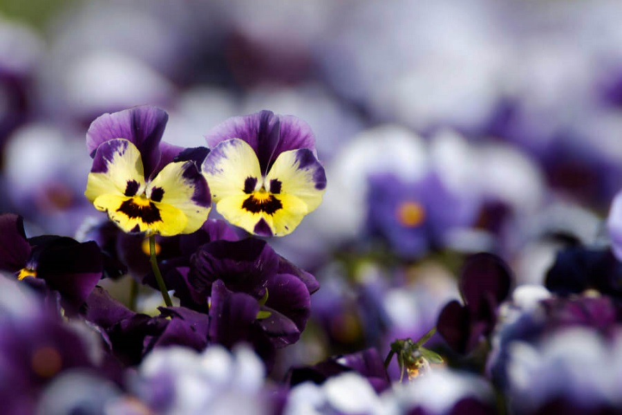 caring for winter pansies