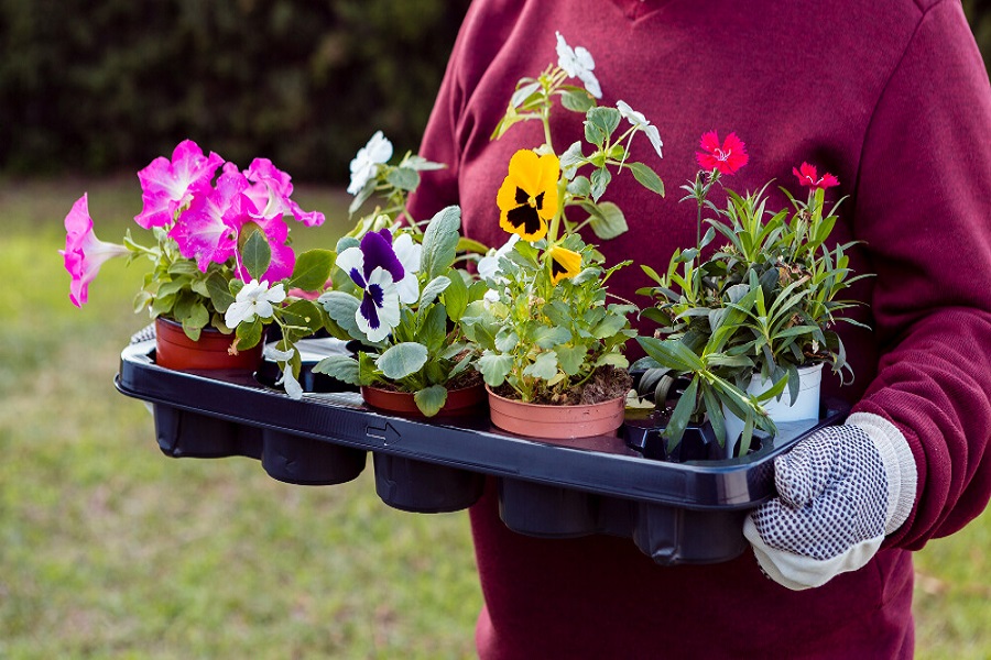winter pansies grow guide