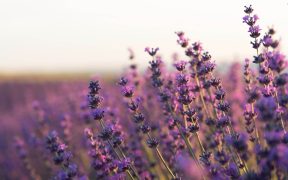 deadheading lavender