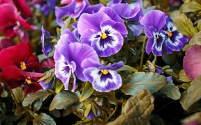 winter pansies how to grow
