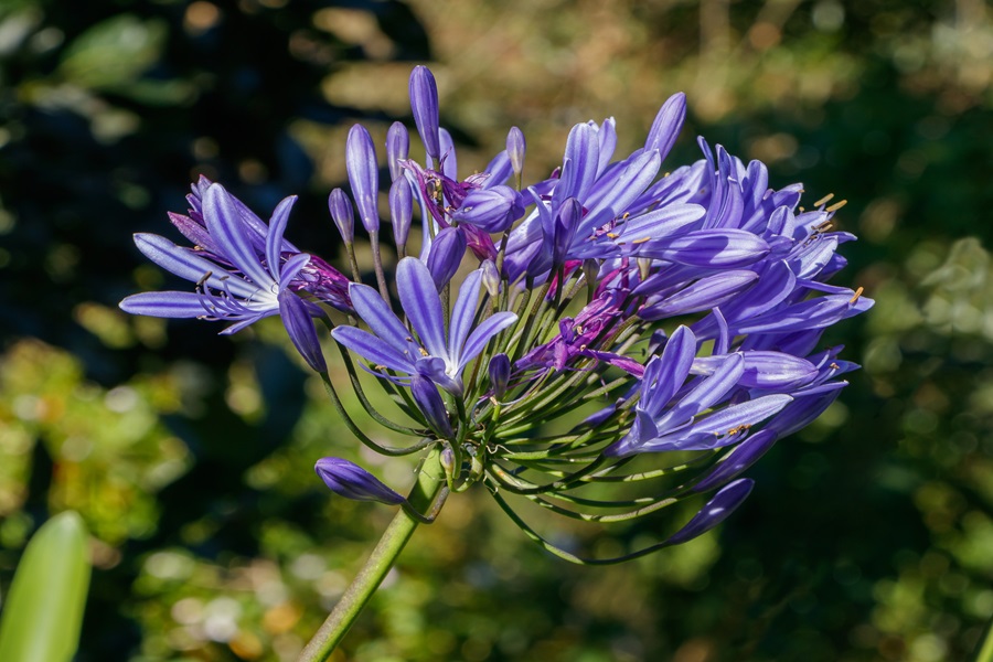 agapanthus as bee friendly plants