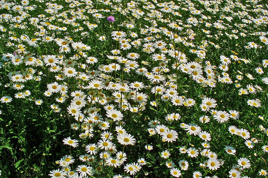 Leucanthemum as bee friendly plants