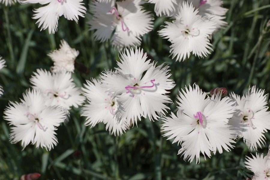 dianthus as bee friendly plants