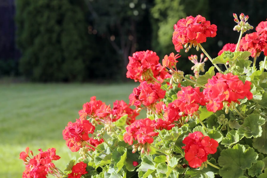 geranium as bee friendly plants
