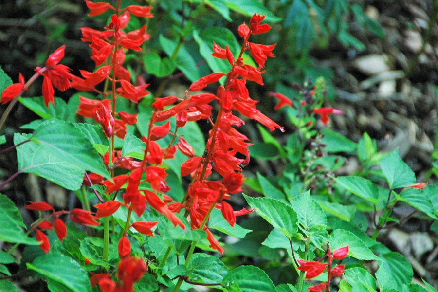 salvia as bee friendly plants